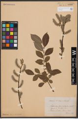 Salix aurita L. x Salix silesiaca Willd.